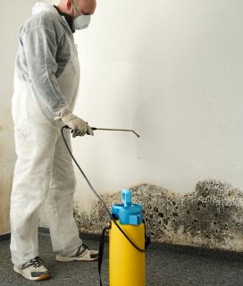 mold removal Tampa